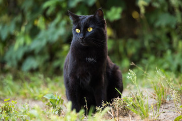 Beautiful black cat with yellow eyes. Outdoors green grass nature