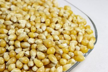 Close-up side shoot of corn seeds in the transparent reflective cup