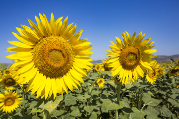 Fototapeta premium Sunflower field