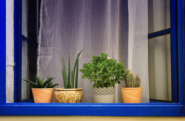 blue window with flowerpots