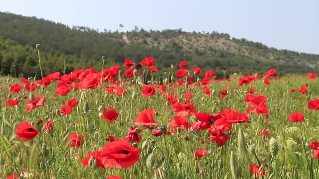 Teenage Boy Walks Through A Poppy Field