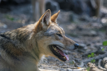 Loup en gros plan