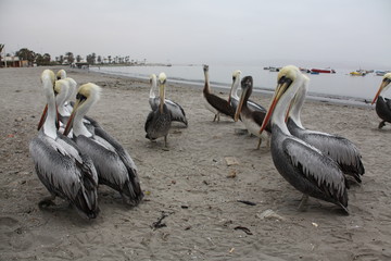 Journey to Pery, Ballestas Islands