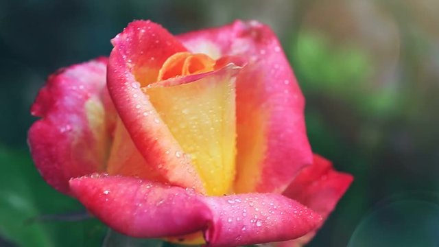 Pink - yellow rose with water drops.