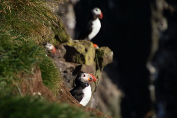 Puffins on the cliffs