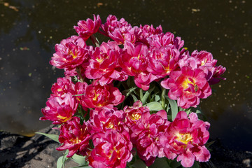 Tulips in summer