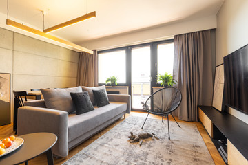 Black armchair and cat on carpet in modern living room interior with grey sofa and window. Real photo