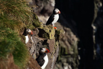 Puffins on the cliffs
