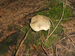 brown mushroom in the moss