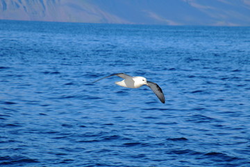 Flying seagull and the ocean