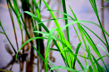 green plants of rice in water in summer season