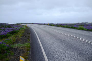 Road and flowers in Iceland