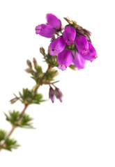 Erica mackaiana, Mackay Heath