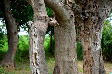 trunks of tree givinh amazing look 
