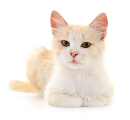 Small brown kitten.