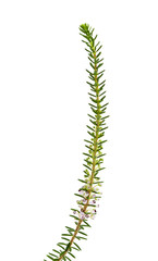 flora of Cantabria - Erica vagans