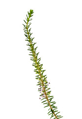 flora of Cantabria - Erica vagans