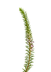 flora of Cantabria - Erica vagans