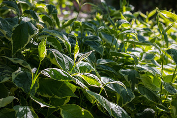 Garden, plant, ornamental, bush, gardening, tree, hobby, nature, summer, daylight,