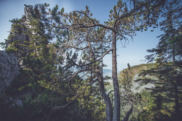 Karger Nadelbaum mit blauem Himmel im Hintergrund. 