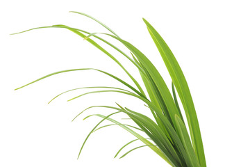 Bunch of green grass.