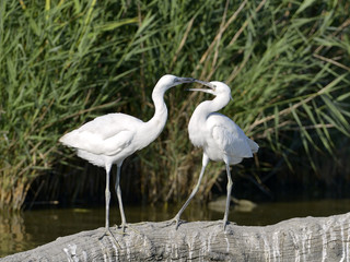Two little egrets (Egretta garzetta) on trunk tree, in the Camargue is a natural region located south of Arles, France, between the Mediterranean Sea and the two arms of the Rhône delta