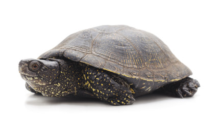 One beautiful turtle.