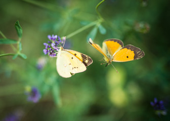 batterfly