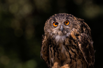 owl