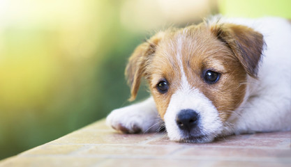 Adorable cute pet jack russell terrier puppy thinking - dog therapy concept, web banner