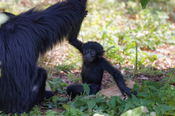Obraz premium Bébé singe siamang
