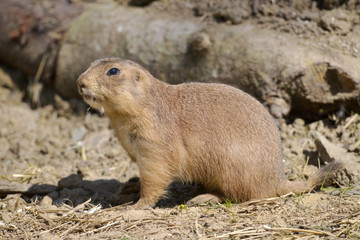 Closeup black-tailed Prairie Dog (Cynomys ludovicianus)