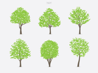 Fototapeta premium Set of green tree isolated on white background for landscape design and architectural compositions with backgrounds. Vector.