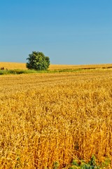 Golden Barley / Wheat Field