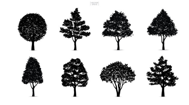 Set of tree silhouettes isolated on white background for landscape design and architectural compositions with backgrounds. Vector.