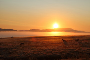 Horses in the sunrise