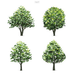 Collection of tree isolated on white background. Natural object for landscape design, architectural decoration, park and outdoor graphic. Vector.