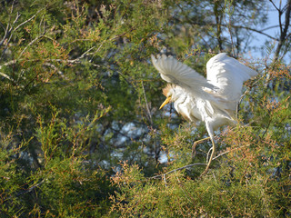 Cattle egret (Bubulcus ibis) in tree, open wings, in the Camargue is a natural region located south...