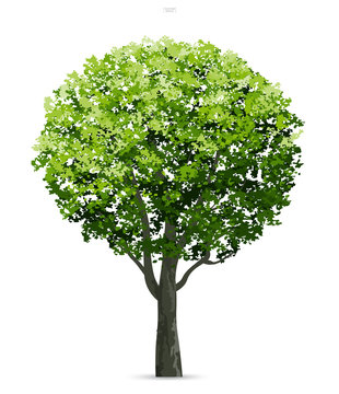 Tree isolated on white background with soft shadow. Use for landscape design, architectural decorative. Park and outdoor object idea for natural article both on print and website. Vector.