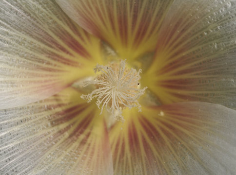 flor4