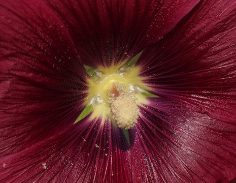 flor2