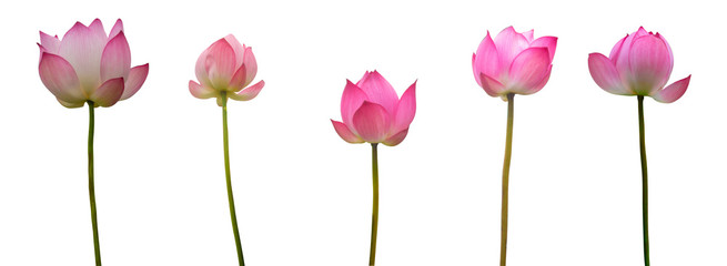 Collection of Isolated pink lotus on a white background , A beautiful pink lotus from Thailand
