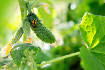 The growth and blooming of greenhouse cucumbers.