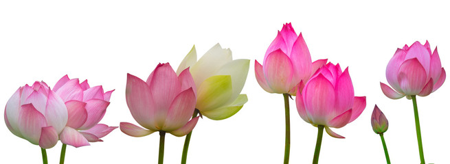 Collection of Isolated pink lotus on a white background , A beautiful pink lotus from Thailand