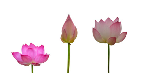 Obraz premium Collection of Isolated pink lotus on a white background , A beautiful pink lotus from Thailand