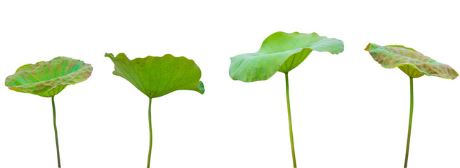 Collection of Isolated Lotus leaves on a white background , A beautiful Lotus leaves from Thailand