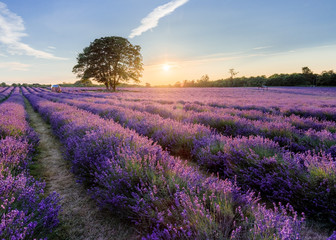 Golden Hour Lavender