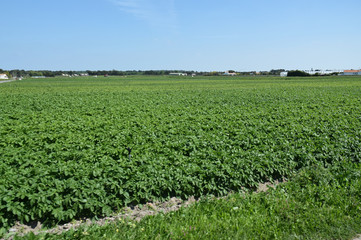 Fototapeta na wymiar Champs de pommes de terre à Noirmoutier, Vendée, Pays de la Loire, France.