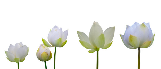 Collection of Isolated White lotus on a white background , A beautiful White lotus from Thailand