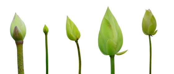 Collection of Isolated White lotus on a white background , A beautiful White lotus from Thailand